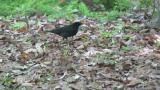 Foraging male Siberian Thrush