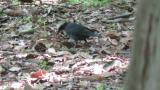 Foraging male Siberian Thrush