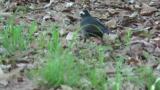 Foraging male Siberian Thrush