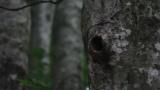 Ruddy Kingfisher entering nest hole