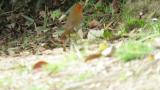 Japanese Robin