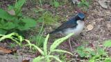 Foraging male Siberian Blue Robin