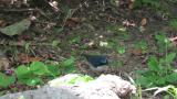 Foraging male Siberian Blue Robin