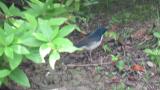 Foraging male Siberian Blue Robin