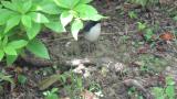 Foraging male Siberian Blue Robin