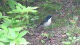 Foraging male Siberian Blue Robin