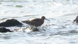 Bar-tailed Godwits
