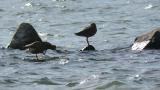 Bar-tailed Godwits