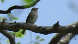 Singing Asian Brown Flycatcher