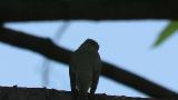Singing Asian Brown Flycatcher