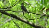 Singing Asian Brown Flycatcher
