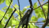 Singing Asian Brown Flycatcher