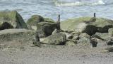Whimbrels