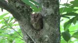 Resting Japanese Scops Owl