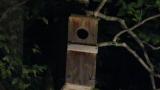 Male Oriental Scops Owl bringing food to nest box