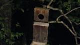 Male Oriental Scops Owl bringing food to nest box