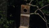 Female Oriental Scops Owl entering nest box