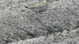 Pacific Golden Plover
