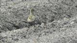 Pacific Golden Plover