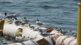 Common Terns and Little Terns