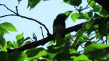 Japanese Paradise Flycatcher