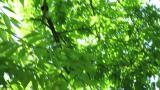 Japanese Paradise Flycatcher eating butterfly