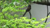 Japanese Paradise Flycatcher