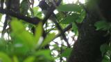 Japanese Paradise Flycatcher, bill cleaning