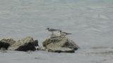 Grey-tailed Tattlers