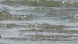 Foraging Grey-tailed Tattlers