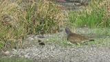 Grey-headed Lapwing with juvenile, alarming against flying raptor
