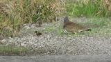 Grey-headed Lapwing with juvenile
