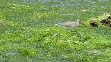Foraging and preening Terek Sandpiper