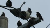 Crested Mynas