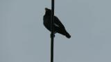 Singing Crested Myna