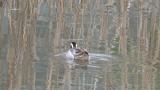 Garganey