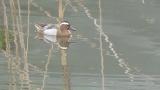 Garganey