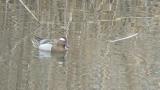 Foraging Garganey