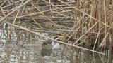 Foraging Garganey