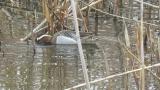 Foraging Garganey