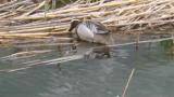 Foraging Garganey