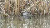 Foraging Garganey