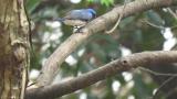 Male Blue-and-white Flycatcher eating catapillar