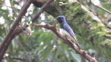 Male Blue-and-white Flycatcher, defecation