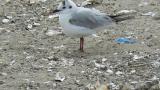 Saunders's Gull, preening