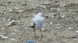 Saunders's Gulls on the ground