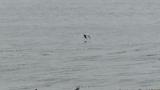 Saunders's Gull in flight