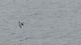 Saunders's Gull in flight
