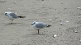 Saunders's Gulls, preening