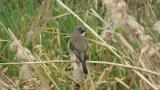 Red-backed Shrike (hybrid?)